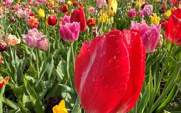 Tulpen buddeln - Blumenzwiebeln eine neue Heimat geben