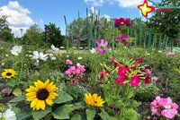 Blühende Blumen im Gartenschaupark, im Hintergrund der Spielplatz "Schilfwald".