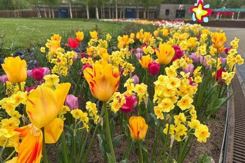Gelb blühende Tulpen im Gartenschaupark.
