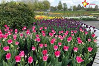 Pink blühende Tulpen im Gartenschaupark.
