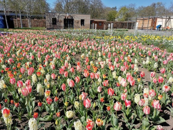 Tulpen buddeln
