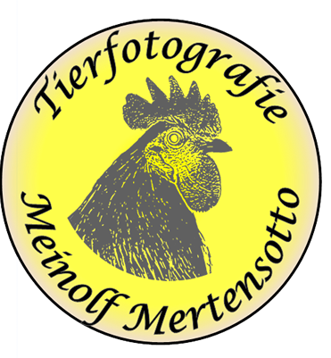 Logo Tierfotografie Meinolf Mertensotto